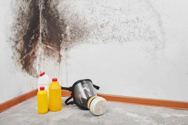 Best Commercial Mold Removal  in Goodyear, AZ