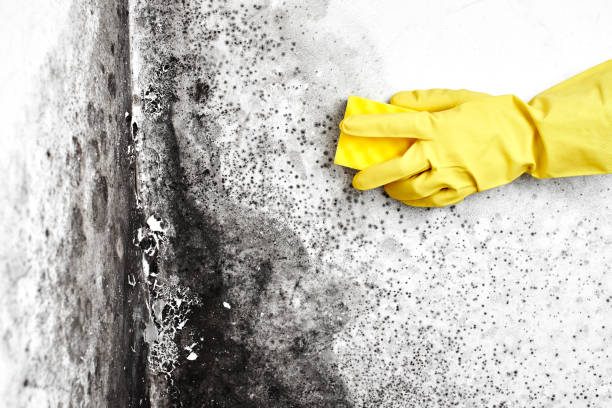 Best Mold Cleaning Services  in Goodyear, AZ