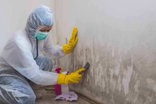 Certified Mold Removal in Goodyear, AZ