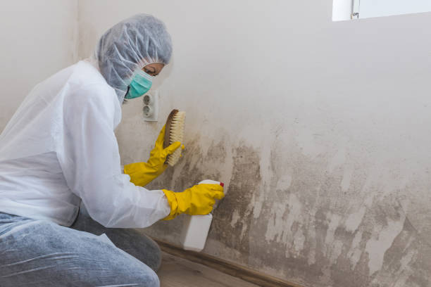 Best Toxic Mold Removal  in Goodyear, AZ