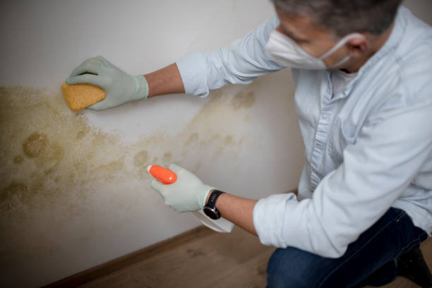 Best Mold Remediation  in Goodyear, AZ