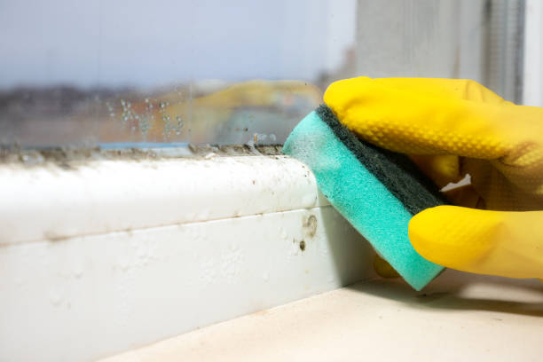 Best Certified Mold Removal  in Goodyear, AZ
