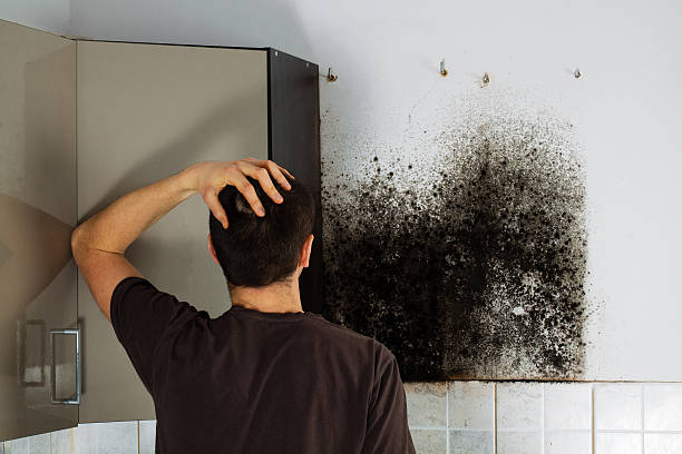 Best Home Mold Removal  in Goodyear, AZ