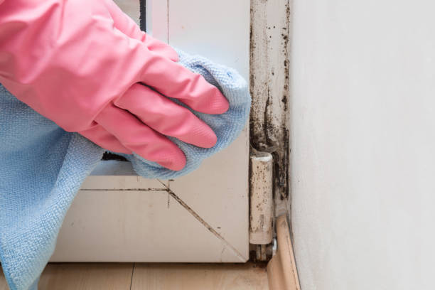 Best Certified Mold Removal  in Goodyear, AZ