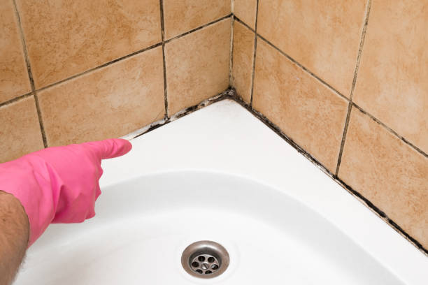 Best Same-Day Mold Removal  in Goodyear, AZ